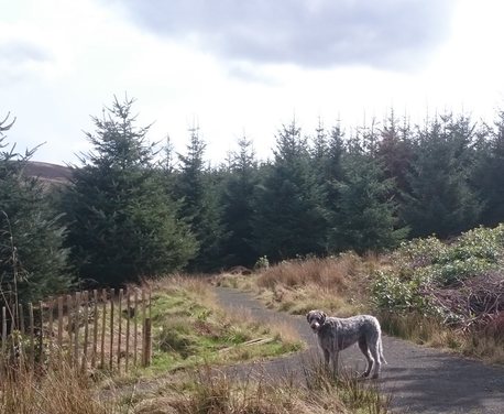 This is a lovely walk through Falkland Estate in Fife. Starting at the Stables car park, it is roughly 3.8 miles. The cinder paths make it accessible even when wet and the views over the Howe of Fife to the tips of the Highlands are well worth the walk.