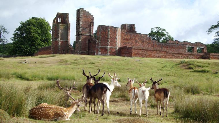 Bradgate Park