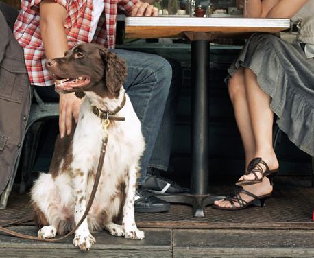 Cafes, restaurants and pubs which welcome dogs and well behaved humans!