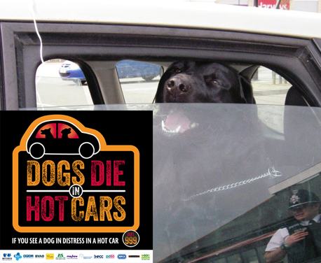 Ever wondered what you do if you see a dog in distress in a car on a warm day. Well here is the advice from all charities involved in the Dogs Die in Hot Cars campaign.