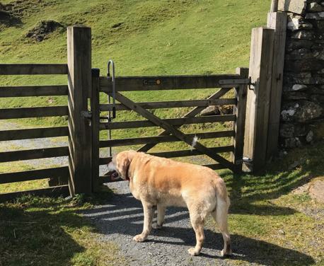 This accessible dog walk in Dolgellau from the Madog Dog Walks Group is part of the Dogs Die In Hot Cars campaign to raise awareness of responsible dog walking.
