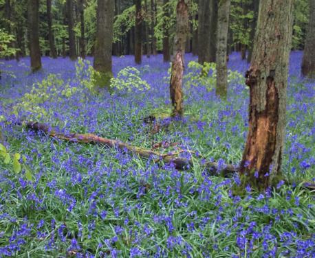 Will the bluebell woods at Ashridge be wheelchair accessible?