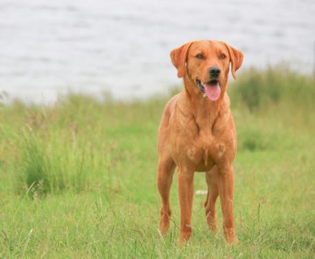 This is Annalie Poynton’s Rutland Dog Walk which encompasses the beautiful northern shoreline of Rutland Water.