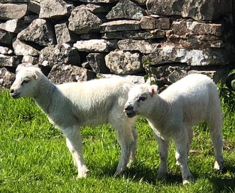 As a rule of thumb we’d normally plan our wheelchair walks using bridleways, as by their nature there should not be any inaccessible gates and the paths are generally wide enough for an all-terrain wheelchair ...