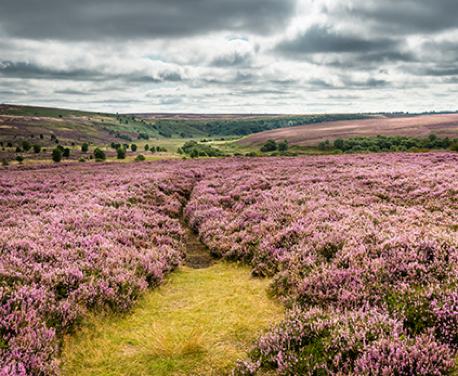 This is a wonderful walk in the North Yorkshire Moors