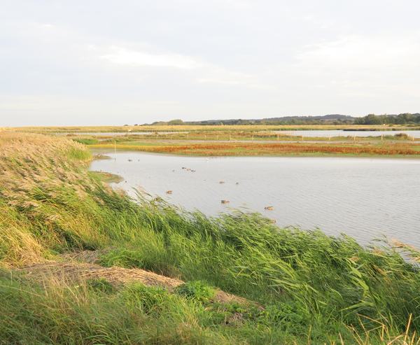 Explore the wheel-friendly trails of RSPB Titchwell Marsh nature reserve in Norfolk, with accessTOG ambassador Debbie North as your guide.