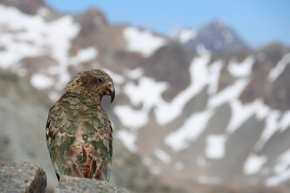 Canon EOS R-new-zealand-3 New Zealand