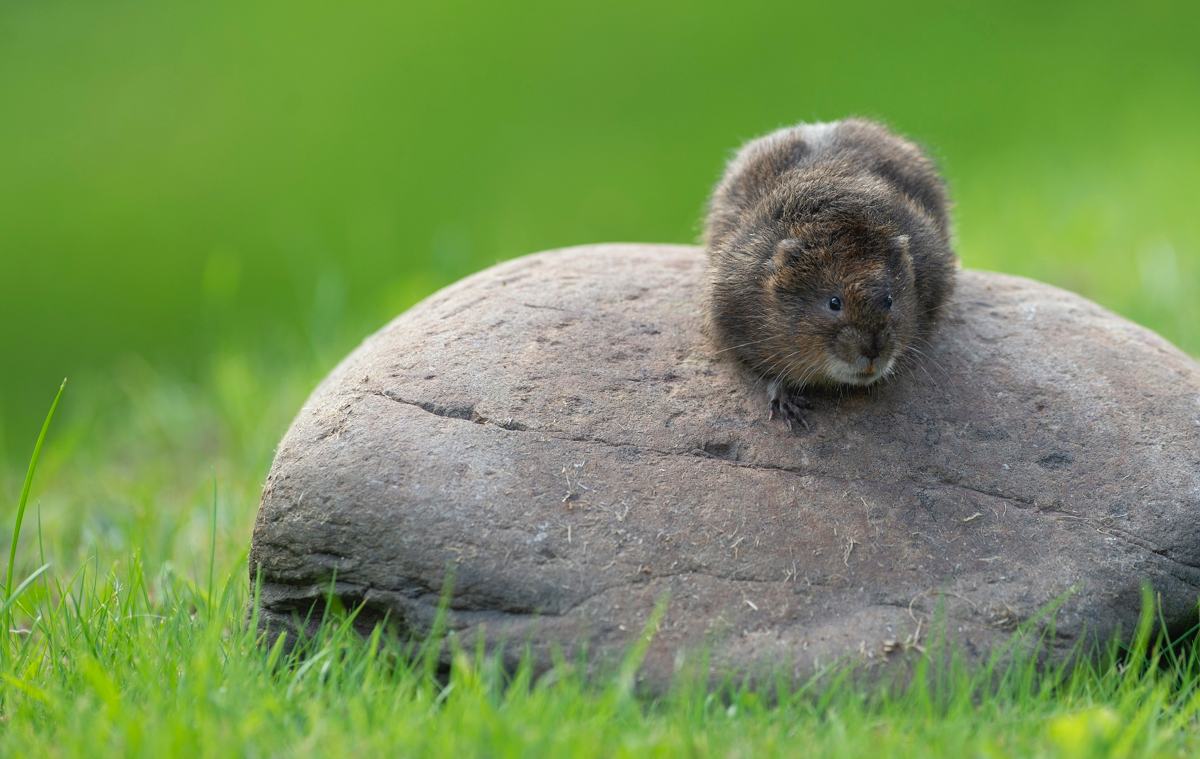 nt-river-project-pic-3 Water voles