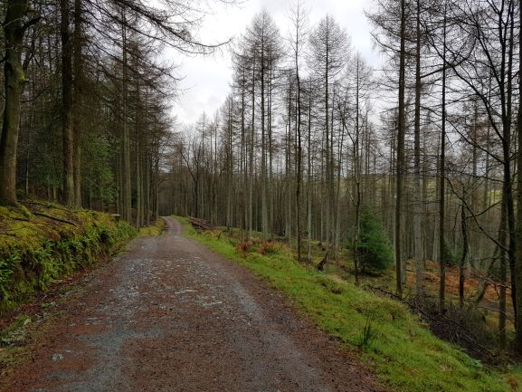 Are we there yet? - Tollymore Forest Park