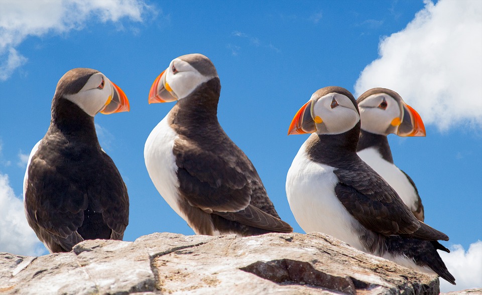 PIC 3. PUFFINS_1 Puffins