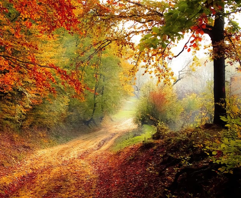 Get Walking this Autumn