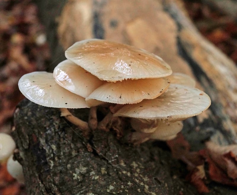 One sunny afternoon last week I set out to visit the RSBP nature reserve just outside Wareham, in Dorset, hoping to see the wonders of Fungi ...