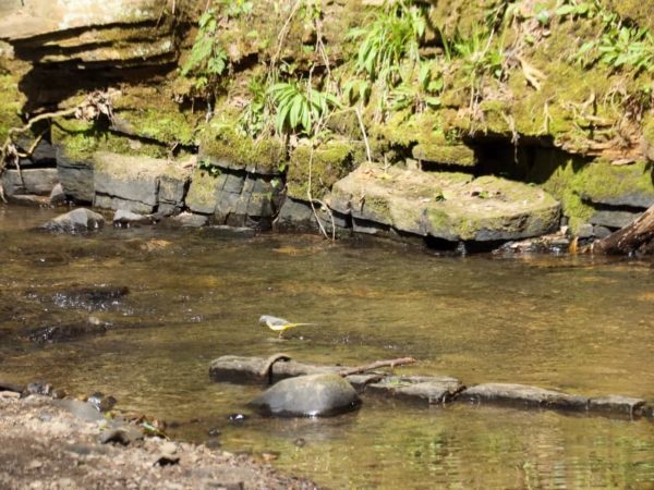 Porter Brook Valley Walk