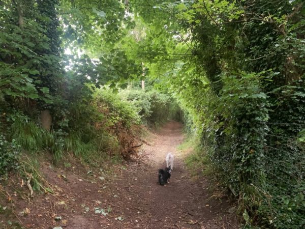 North Downs Way and Waldershare Park