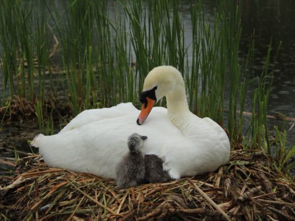 Chichester Canal Walk