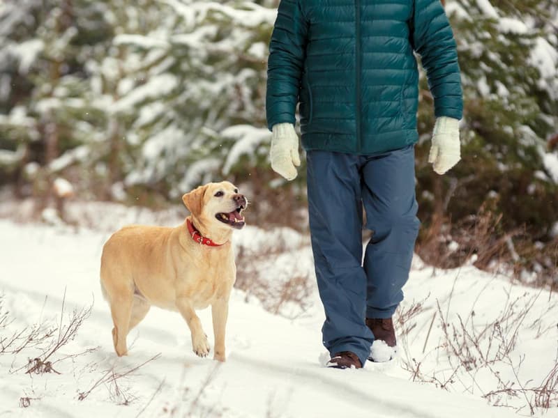 Frosty Walks With Your Dog