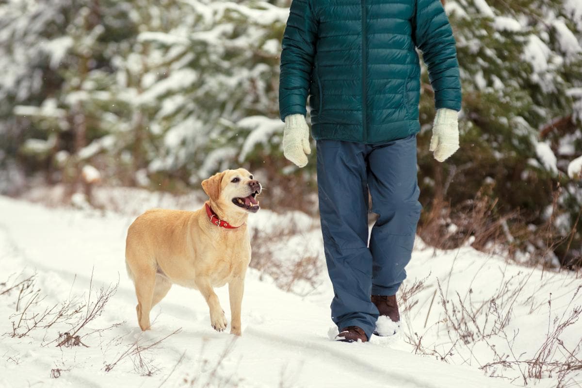 Frosty Walks With Your Dog