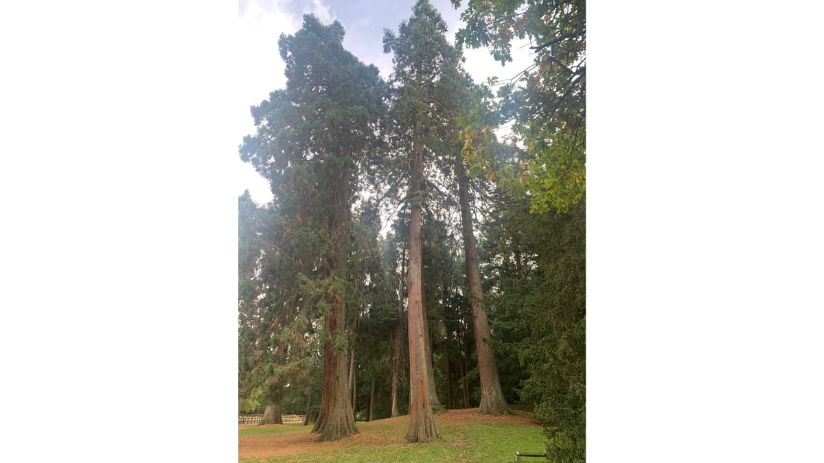 Redwood Grove