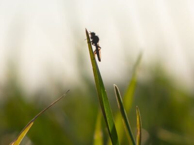 The Importance of Protecting Insects