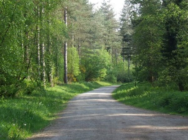 newborough-forest-walk-feature Newborough Forest