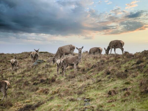 The Two Lairigs Glencoe