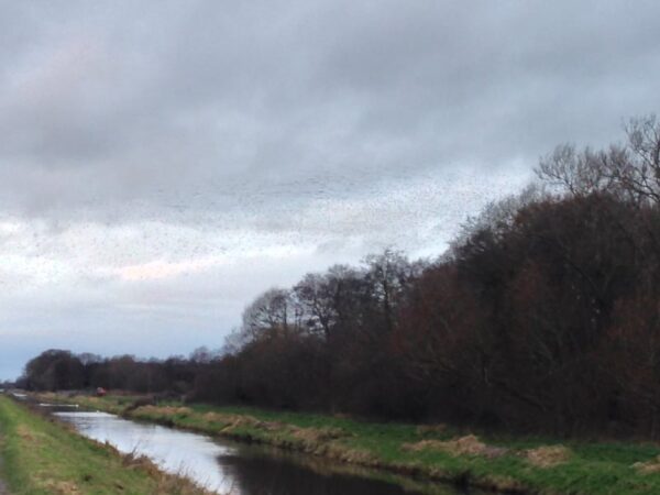 Shapwick Heath Bird-Watching Walk