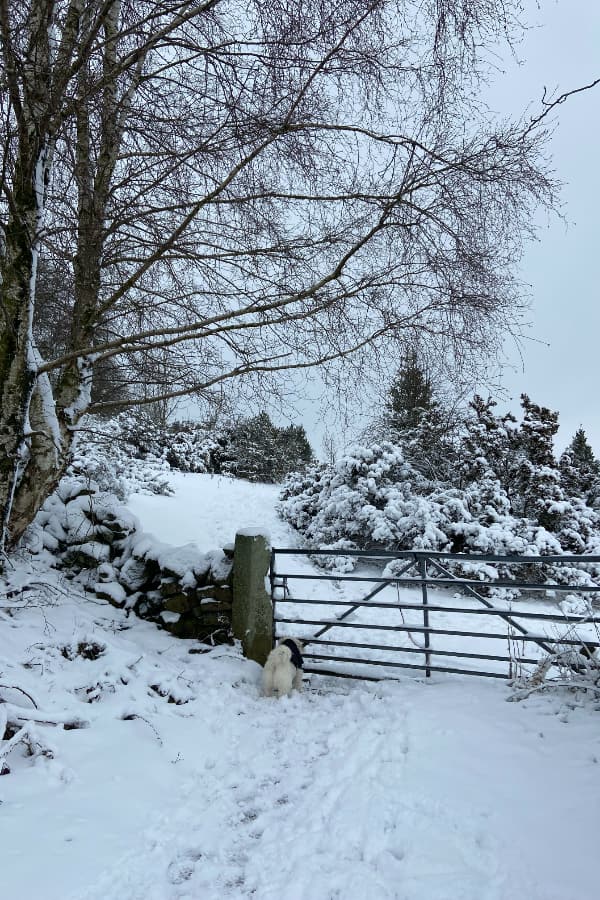 Morning Walk in the snow