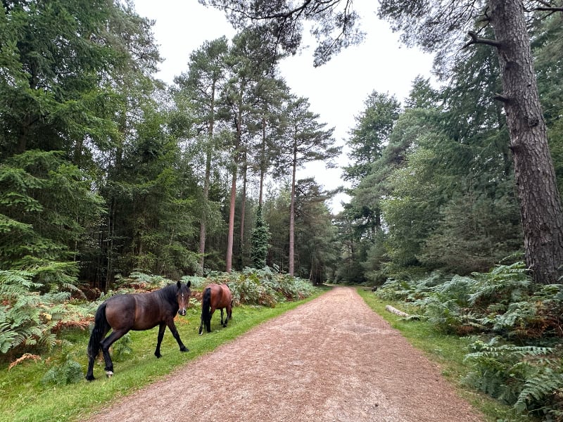 Wilverley Inclosure