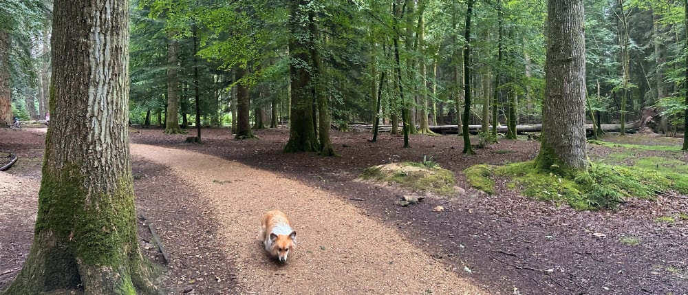 Autumnal Walks