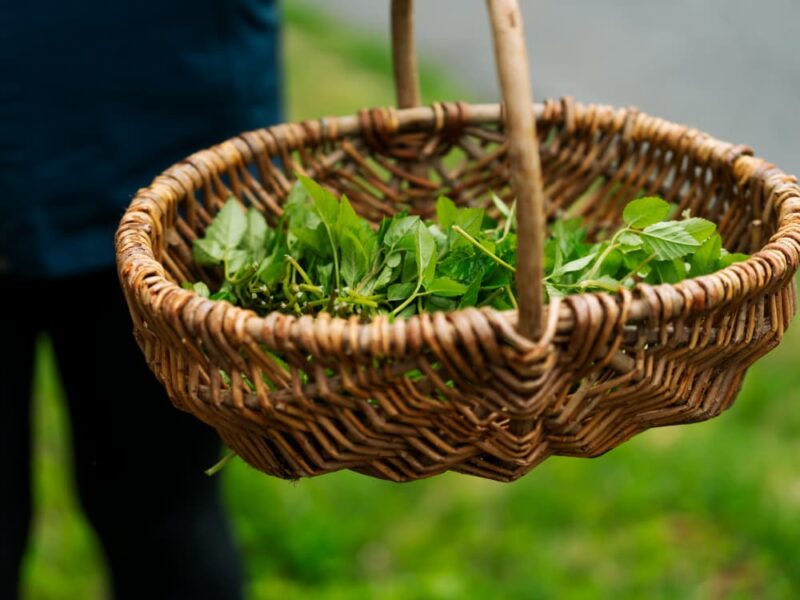 Forage and cook half day