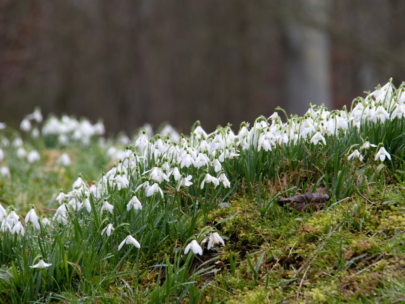 Stepping in to Spring