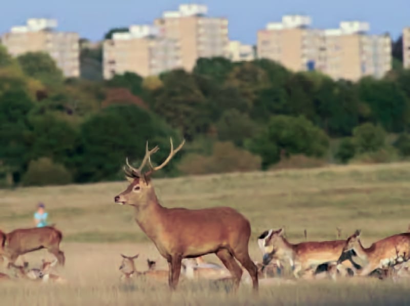 Richmond Park, London