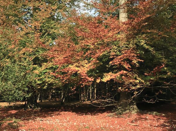 Chiltern Walk-feature Chiltern Walk