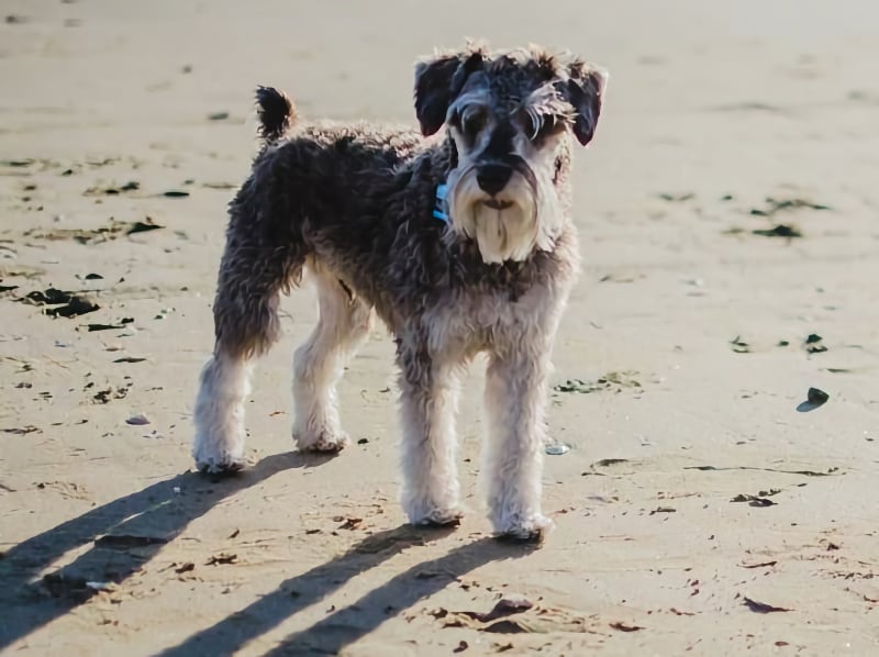 Holywell & Crantock Beach Dog Walk