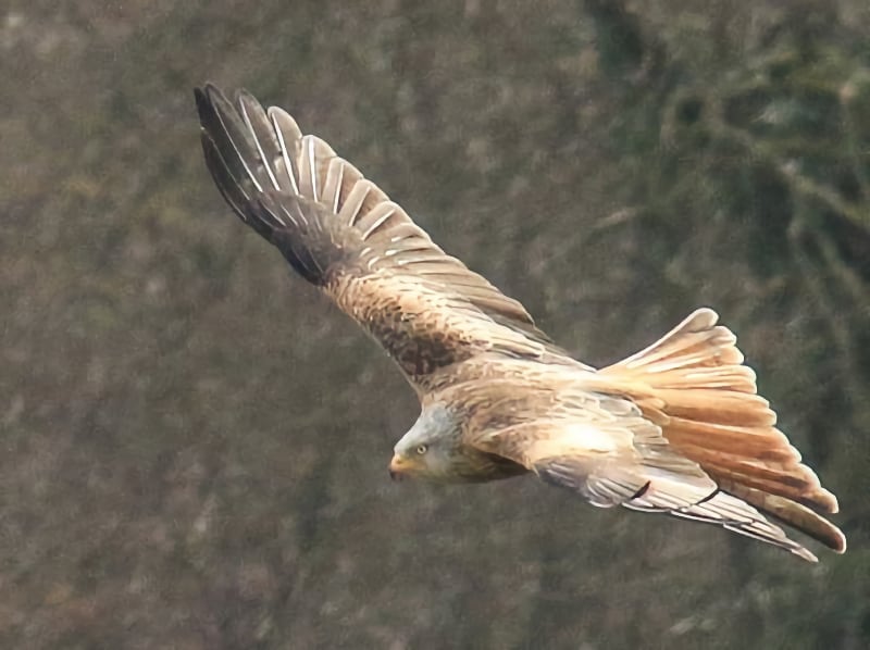 Coombe Hill