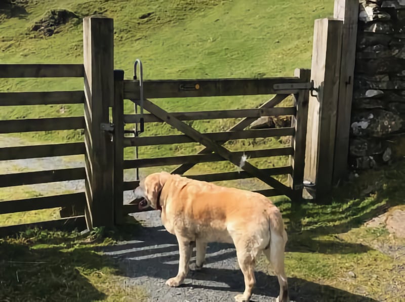 Foel Ispri Accessible Dog Walk