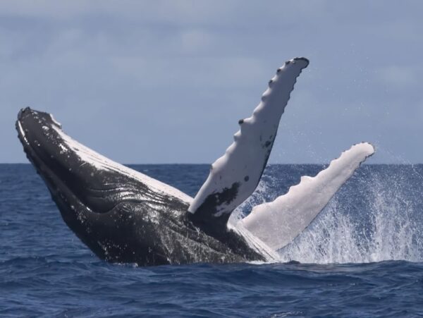 A whale breaks the ocean in the Antarctic.