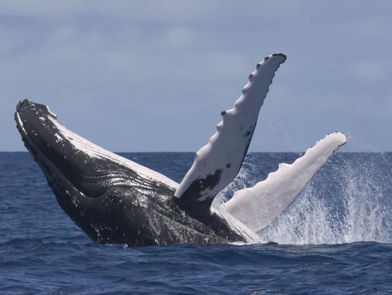 Spotting whales and dolphins