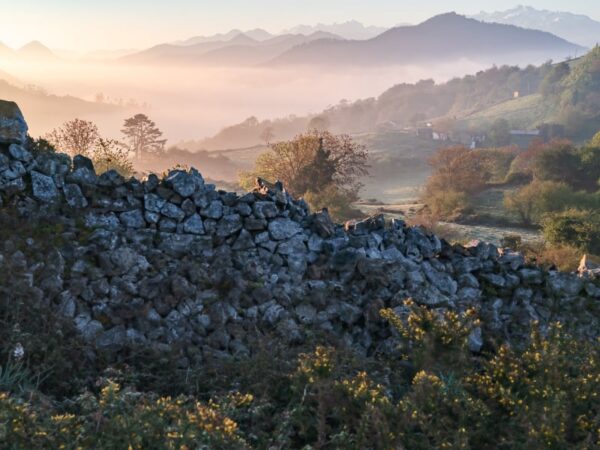 Wild Finca Feature Wild Finca