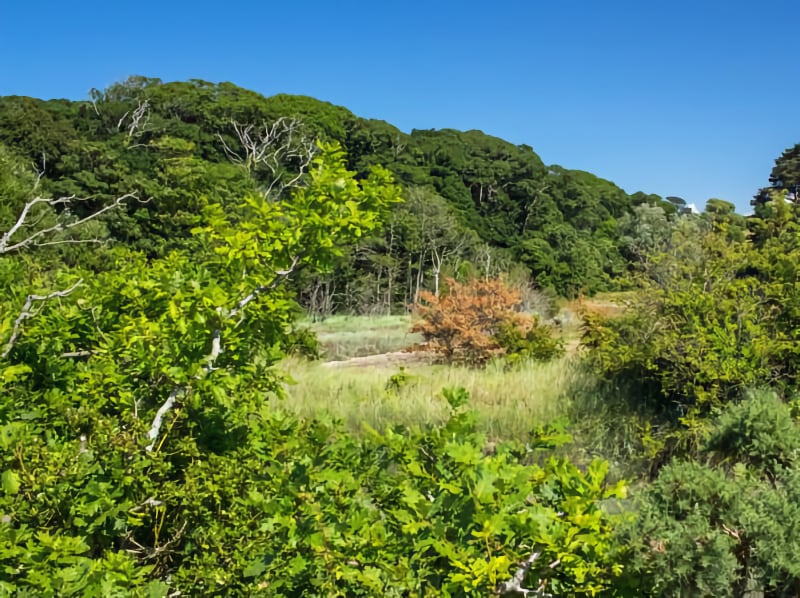 Roncombe Valley