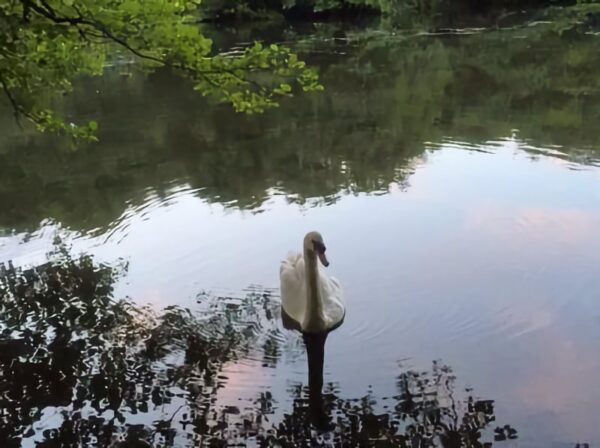 tehidy-woodland-walk-feature Tehidy Woodland