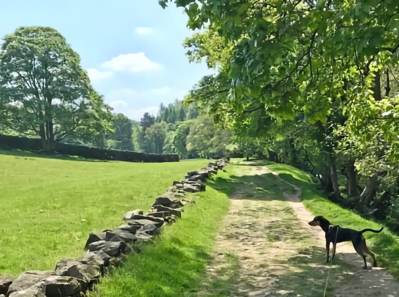 Hathersage Dog Walk