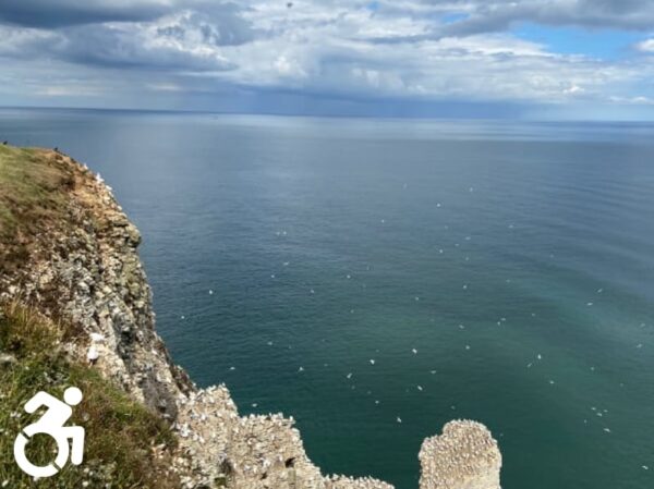 Bempton Cliffs