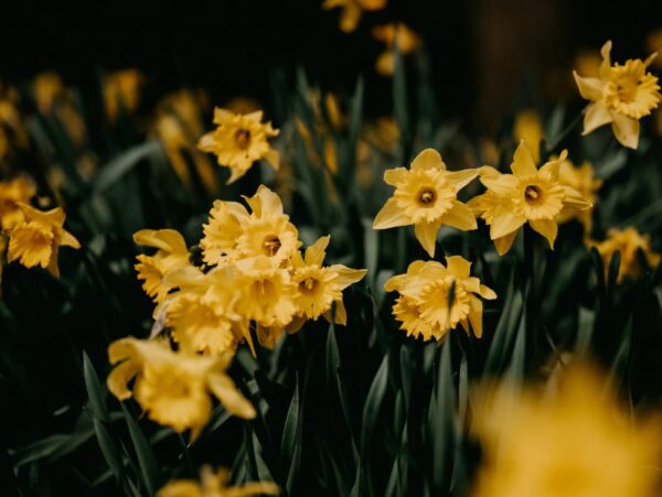Daffodils looking glorious in bloom