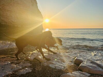 Dogs at Dawn