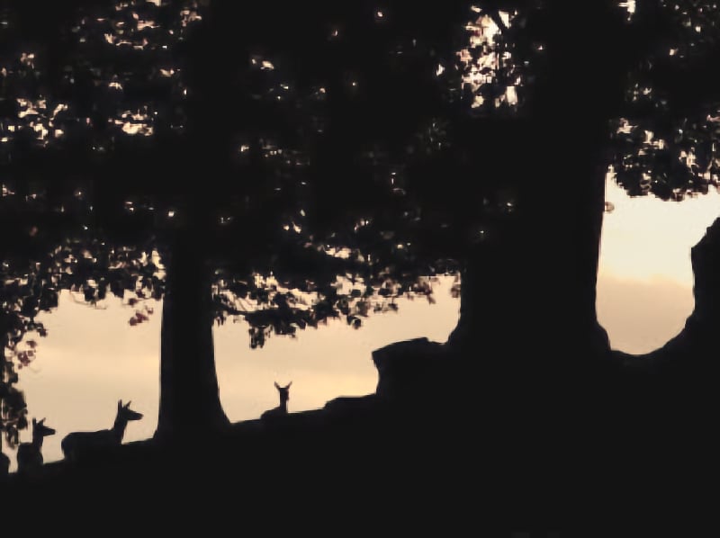 Bradgate Park
