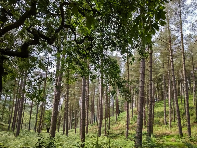 Cannock Chase