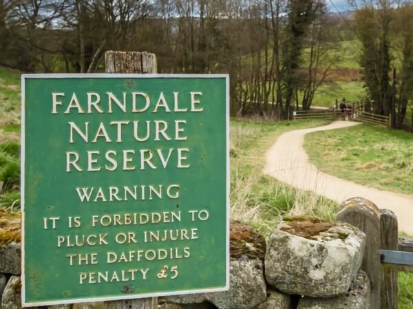 Farndale Daffodil Walk