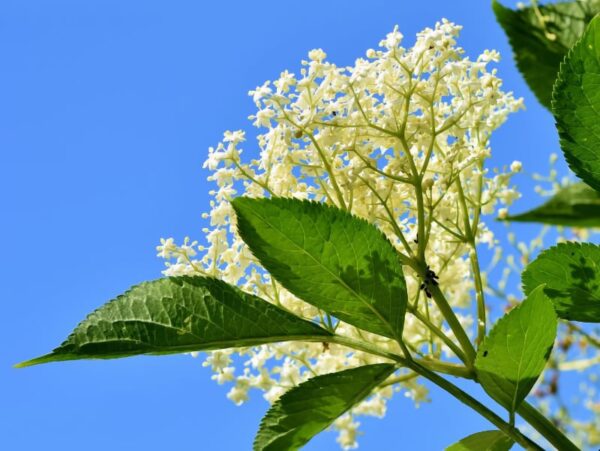 Foraging Elderflower