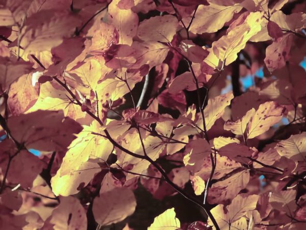 Hans-Braxmeier-from-Pixabay